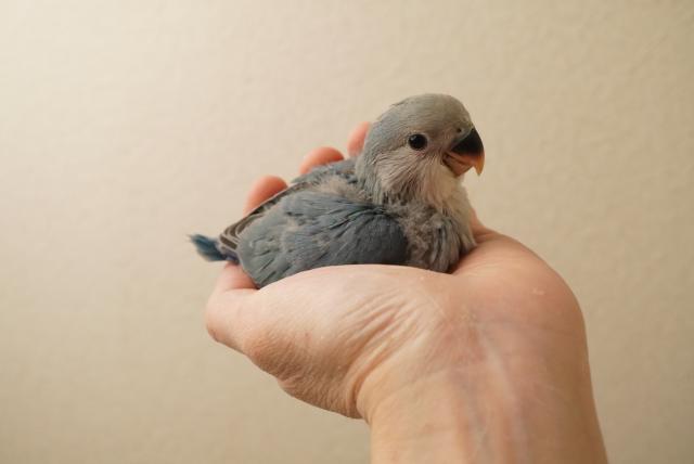 コザクラインコ　ブルー