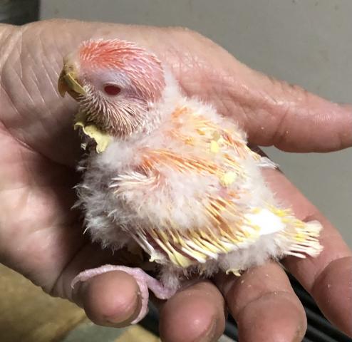 アキクサインコ　ルチノー