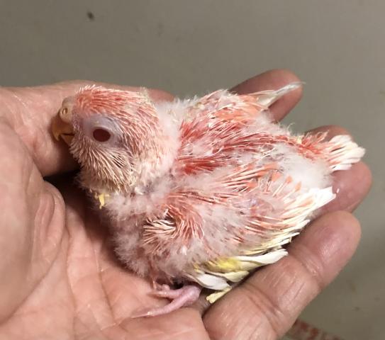 アキクサインコ　ルビノー