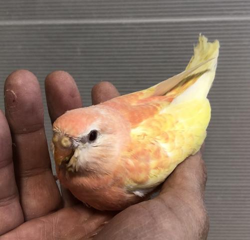 アキクサインコ　ルビノー