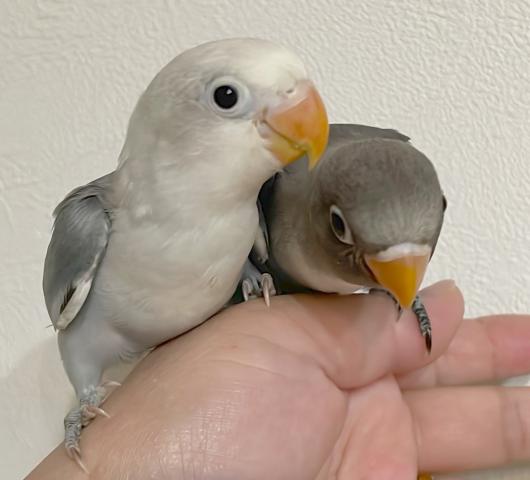 ボタンインコ