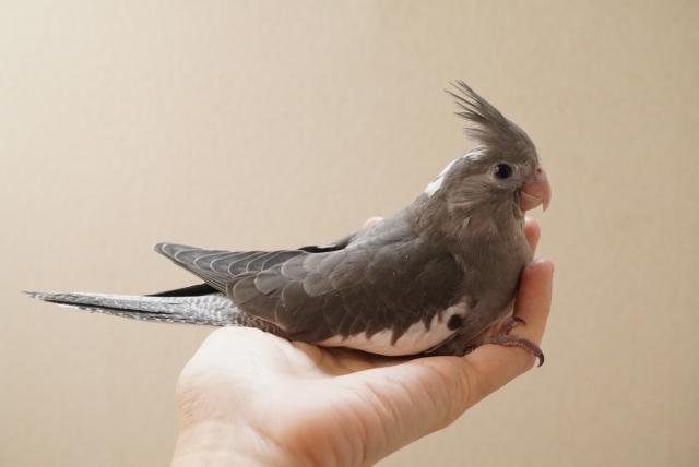 オカメ インコ