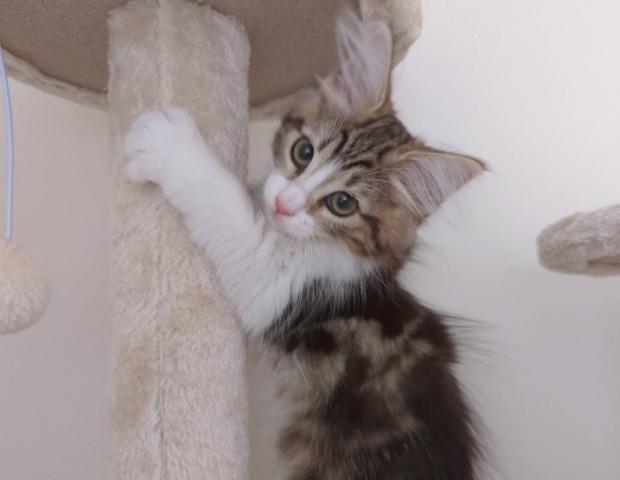 ノルウェージャンフォレストキャット