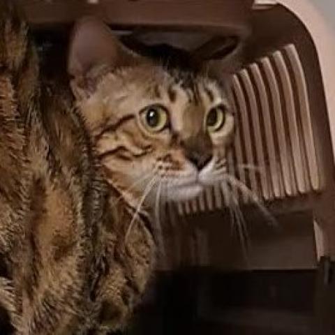 ベンガル