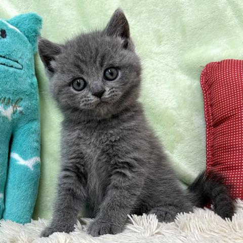 ブリティッシュショートヘア