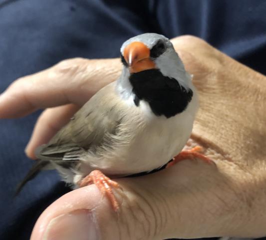 シュバシキンセイチョウ　手乗り