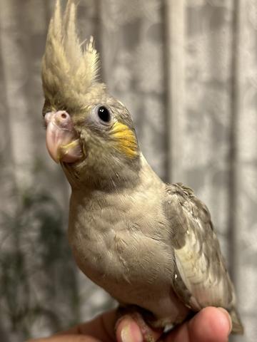 オカメインコエメラルド①