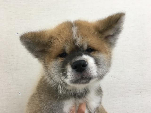 秋田犬