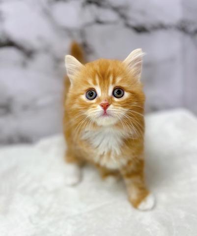 ラガマフィン【動画あり！】なでなで待ちの温厚猫ちゃん♡人気色です！