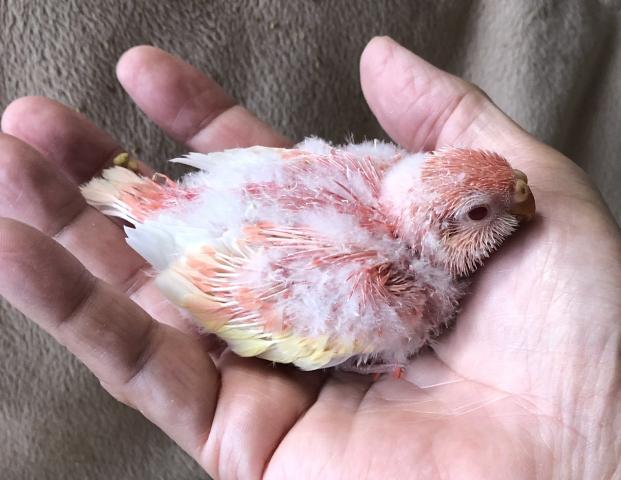 アキクサインコ　ルビノー　雛