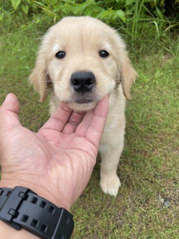 ゴールデンレトリーバー💕土日の即決限定プライスにご注目💕早い者勝ちプライスです💕