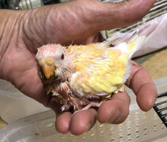 アキクサインコ　ルチノー　雛