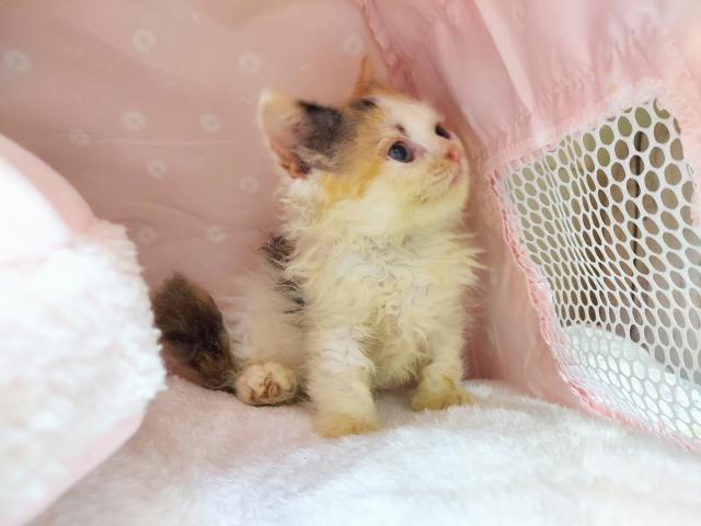 ラパーマかわいい🎀 子猫が誕生したにゃん🎵 - 子犬や子猫たちのペット