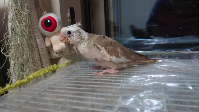 オカメインコ