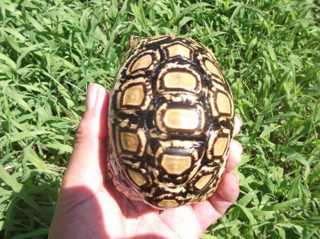 ヒョウモンリクガメ 爬虫類 1日限定