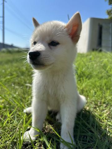 トイ柴らんど（兵庫県） - 子犬や子猫たちのペット販売情報が満載