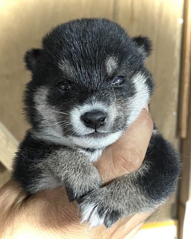 柴犬💕極上の豆柴が産まれました💕早期割引き募集開始します8/6まで💕