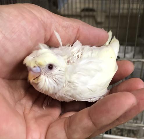 セキセイインコ　羽衣クリーム