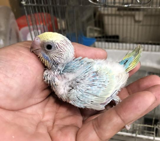 セキセイインコ　パステルレインボー