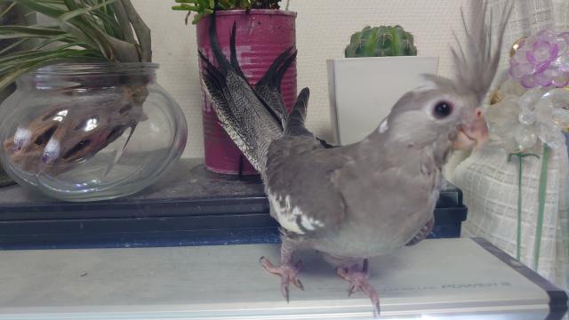 オカメインコ