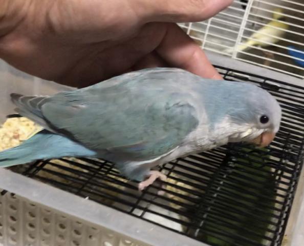 オキナインコ　ブルーパリッド♀