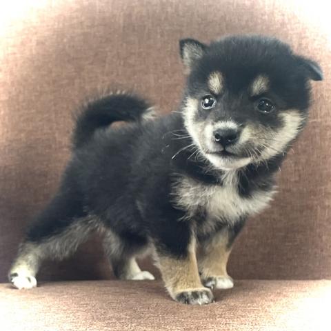 柴犬💕極上の豆柴が産まれました💕本日限りの限定特価❗️早い者勝ちプライスです💕