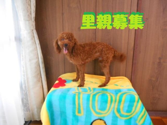 ケンネル チャンプ（山口県） - 子犬や子猫たちのペット販売情報が満載