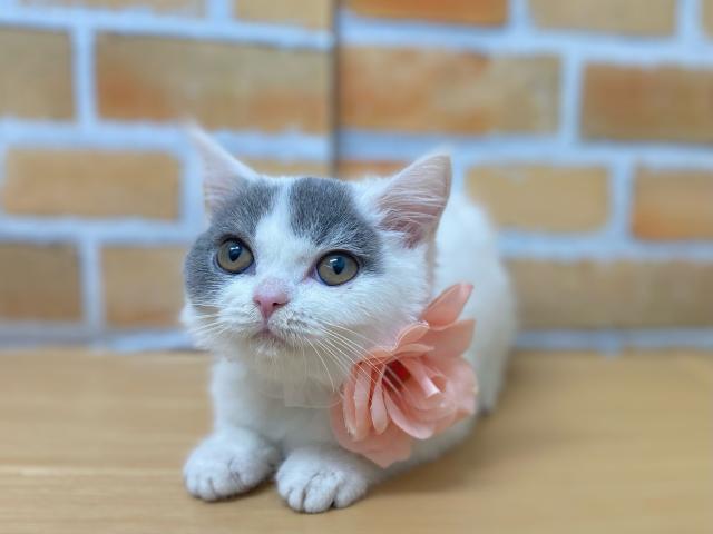 ブリティッシュショートヘア