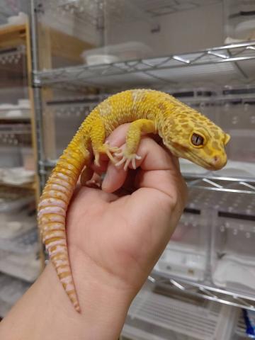 ヒョウモントカゲモドキ