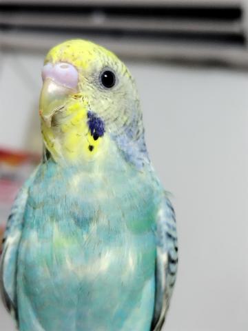 セキセイインコ - 子犬や子猫たちのペット販売情報が満載「ペット