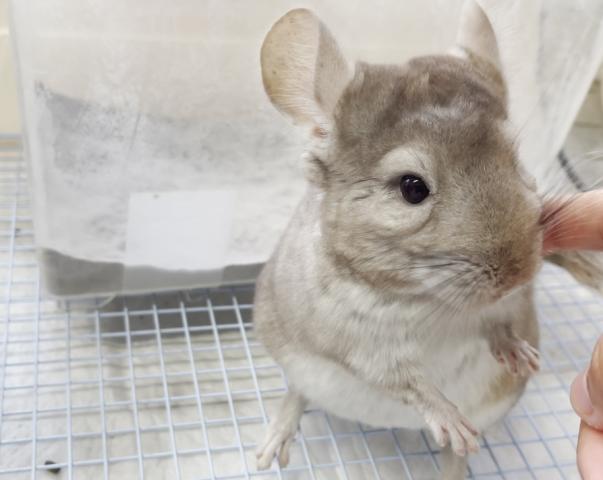 チンチラシナモン