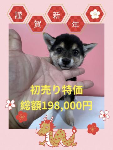 柴犬⭐️日本に数頭しかいない貴重な小豆(あずき)サイズの豆柴⭐️本当に小さい美人顔の小豆サイズの黒豆ちゃん⭐️今なら諸経費0円キャンペーン中‼️更に初売り特価で【総額198,000円のみ】にてお迎えできます⭐️『犬のようちえん』ではお利口におトイレを覚えました⭐️賢さに期待できる子です⭐️