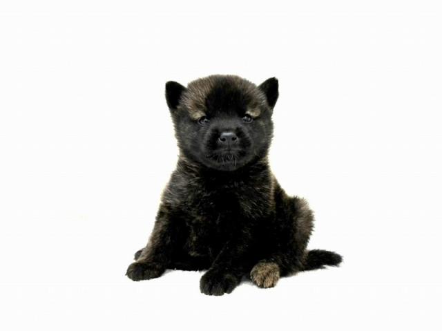 MIX豆柴犬×(豆柴犬×甲斐犬) 0411 - 子犬や子猫たちのペット販売