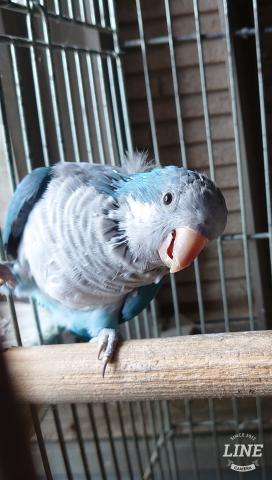 オキナインコ