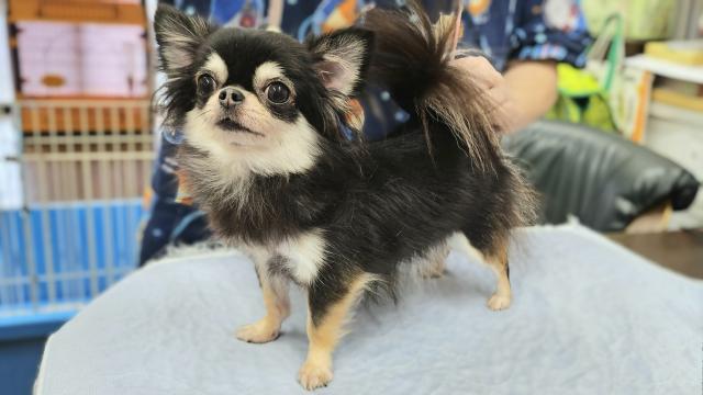 チワワ（ロングコート） - 子犬や子猫たちのペット販売情報が満載