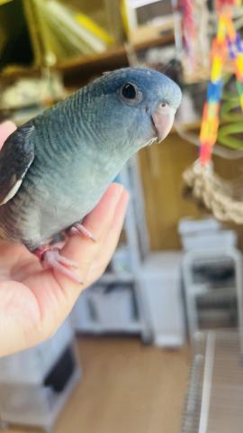 サザナミインコ　コバルト