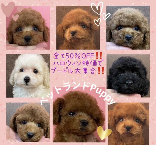 💕ペットランドPuppy💕ブリーダー直販店のお店💕