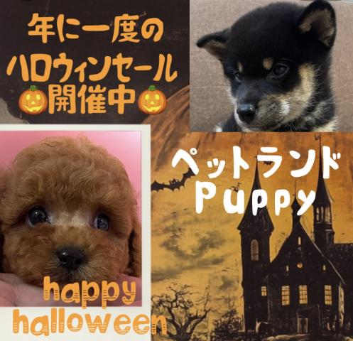 💕ペットランドPuppy💕ブリーダー直販のお店💕