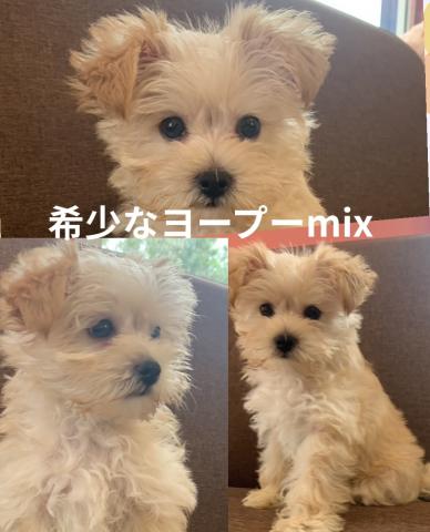 MIXヨープーmixくん🎃ハロウィン特価で超お得にお迎えできます🎃