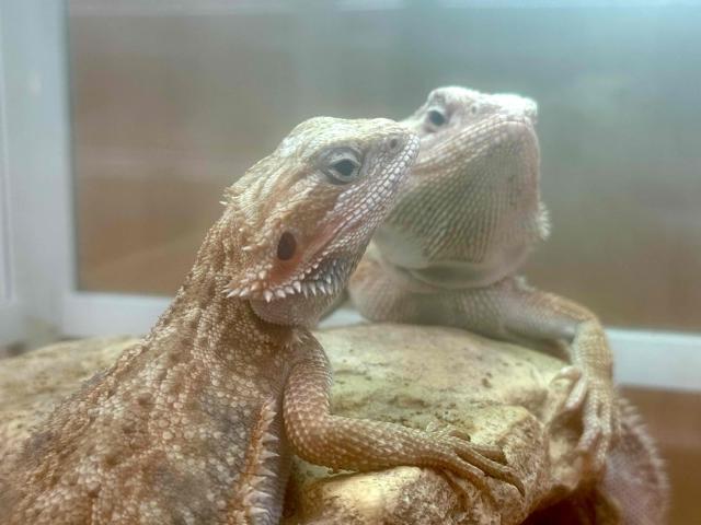 限定大特価！フトアゴヒゲトカゲ🦎💕奈良県北葛城郡河合町