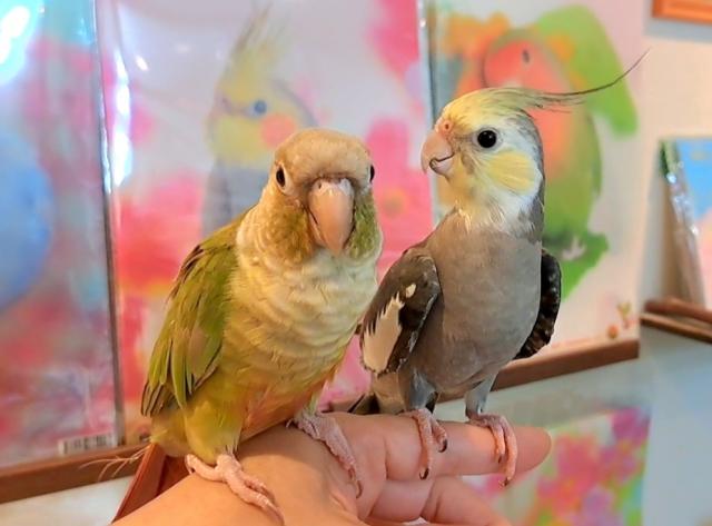 ホオミドリウロコインコとオカメインコ