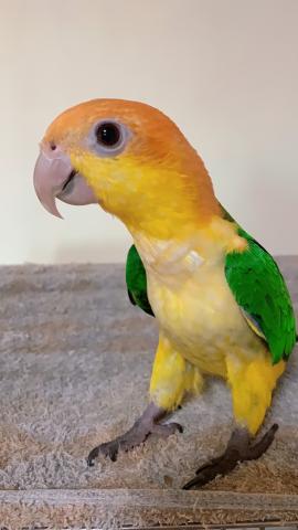 シロハラインコ