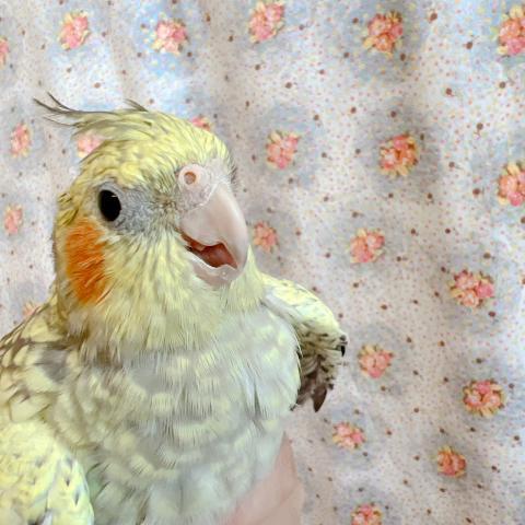 オカメインコ　パール