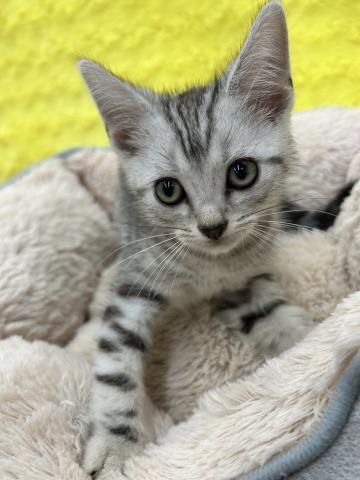 アメリカンショートヘアー㊗️只今!! 子犬💕仔猫❣️最愛なる可愛いキャンペーン中‼️❤️