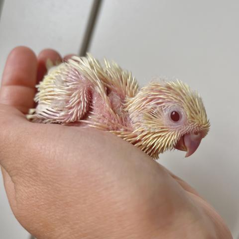 サザナミインコ 1号ちゃん