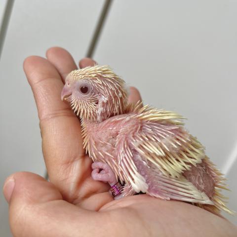 サザナミインコ 2号ちゃん