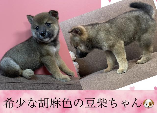 柴犬超希少な胡麻色の豆柴ちゃん🐶✨『プレミアクラス』✨諸経費0円の安心プライス✨超希少な胡麻色の子✨11/17現在体重870gとコンパクトな子✨全国へお届け可✨