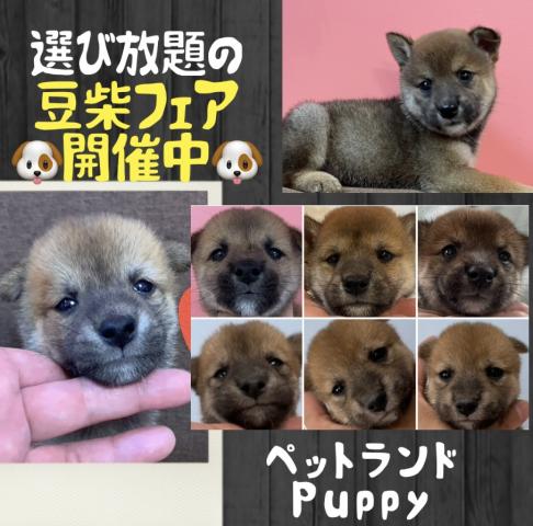 柴犬小さな豆柴くん🐶『わんわんプライス特価』🉐20万均一の豆柴フェアにご注目🉐💕総額20万🉐諸経費0円の安心プライス💕11/17現在体重940gとコンパクトな子💕