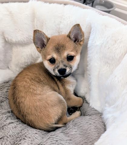 豆柴×チワワ　チワワサイズの柴犬なので飼いやすいですよ♪