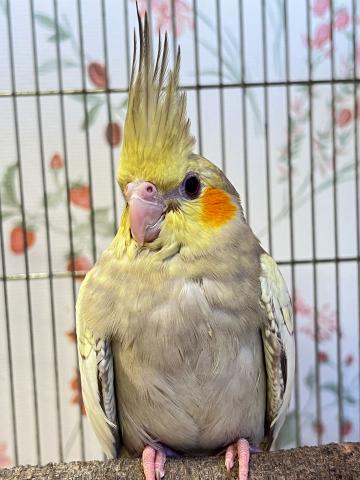 オカメインコ